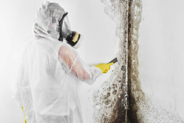 Best Local Mold Removal Service  in Monticello, LA