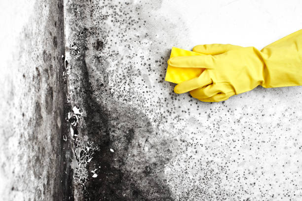Attic Mold Removal in Monticello, LA