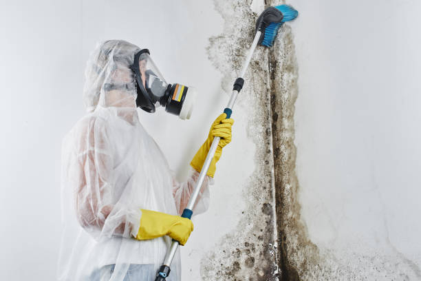 Best Commercial Mold Removal  in Monticello, LA