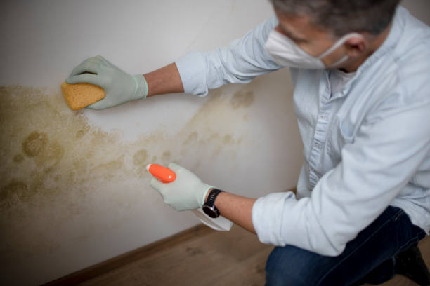 Best Attic Mold Removal  in Monticello, LA