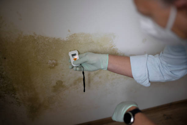 Best Toxic Mold Removal  in Monticello, LA