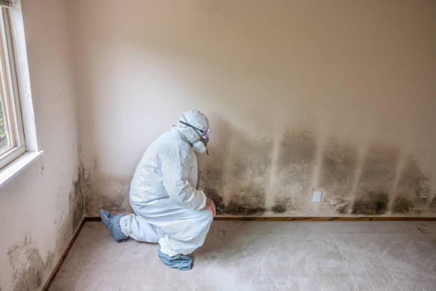 Best Best Mold Removal Companies  in Monticello, LA