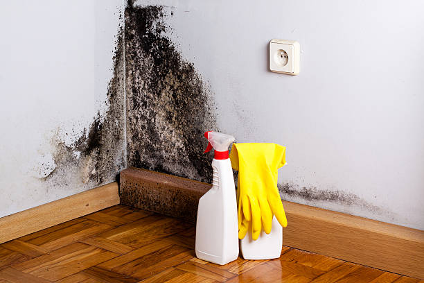 Best Fast Mold Removal  in Monticello, LA