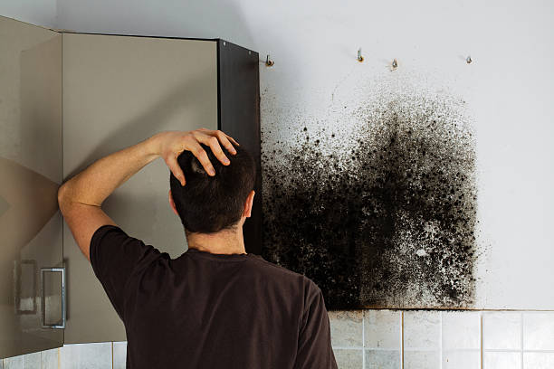 Best Certified Mold Removal  in Monticello, LA