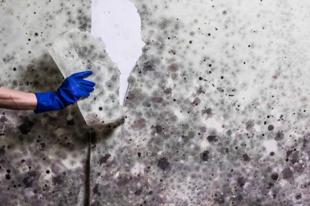 Best Mold Remediation  in Monticello, LA