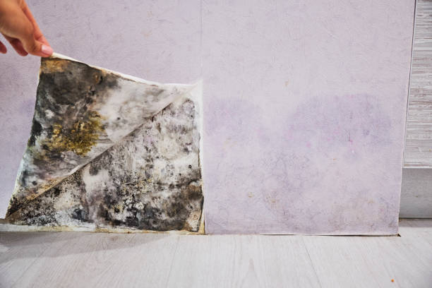 Best Mold Testing  in Monticello, LA